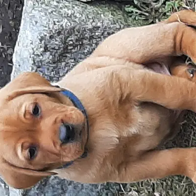 EARL