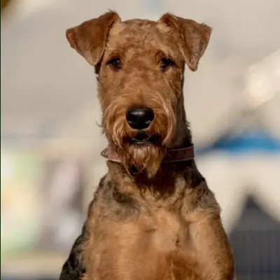 Airedale Terrier Züchter in Niedersachsen cover
