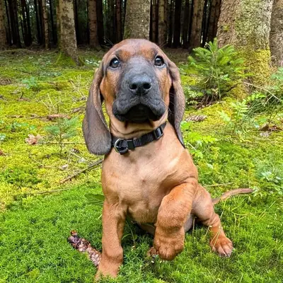 Bayerischer Gebirgsschweisshund Puppy