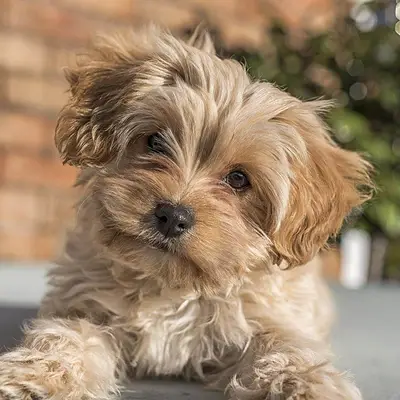 Adottare un Cavapoochon dal canile: consigli e guida
