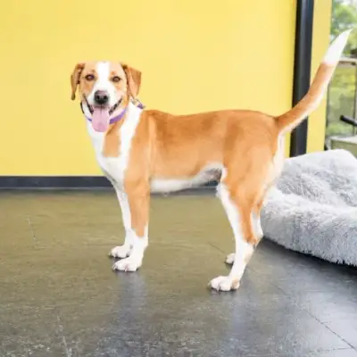 Leni