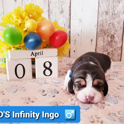 Ingo