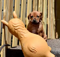 Carácter del Rhodesian Ridgeback: ¿Es la raza ideal para ti?