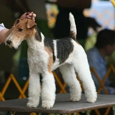 Fox Terrier (Drahthaar) Charakter & Wesen: Passt er zu dir?