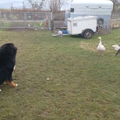 Bernese Dağ Köpeği Sahiplenme: Deneyimler ve İpuçları