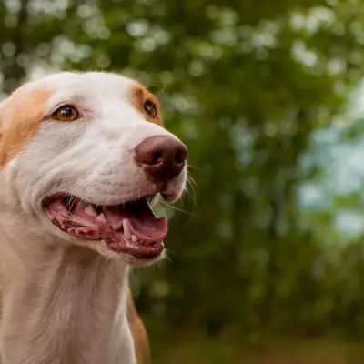Psicologia del cane di John Bradshaw: scienza e miti