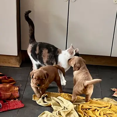 Labrador Retriever Erziehung: Training-Tipps für Anfänger und Fortgeschrittene
