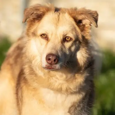 Golden Retriever aus dem Tierheim adoptieren: Erfahrungen & Tipps