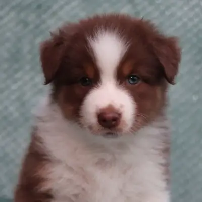 L.A. United Colors GREY