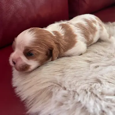 Adottare Cavalier King Charles Spaniel: Guida e Consigli
