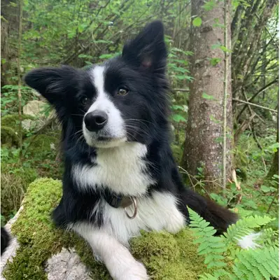 Border Collies vom Höglwörther See  cover