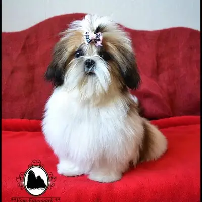 Shih Tzu vom Eulenpark cover