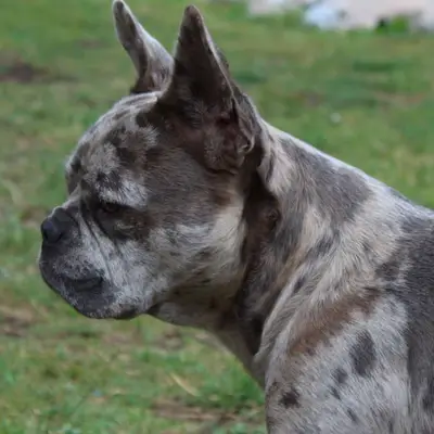 Barınaktan Fransız Bulldog Sahiplenmek: İpuçları & Deneyimler