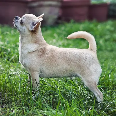 Chihuahua kaufen: Kosten, Züchter & Tipps [2026]