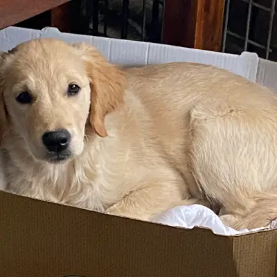 Labrador Retriever aus dem Tierheim adoptieren: Erfahrungen & Tipps