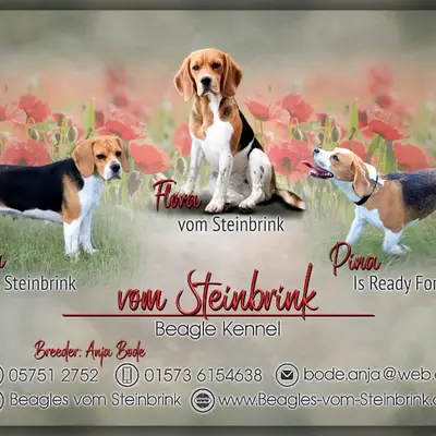 Vom Steinbrink  cover