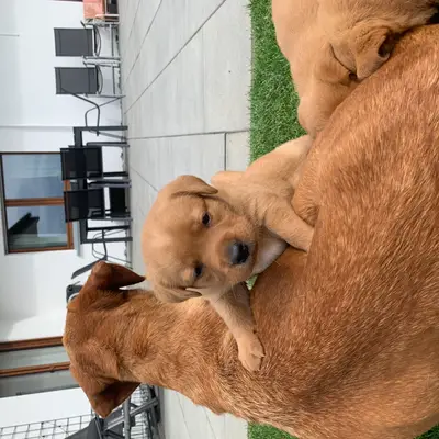 Dieters Hundezucht – Labrador Retriever Züchter, Nordrhein-Westfalen