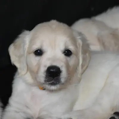Golden Retriever von der Clear-Water Ranch cover
