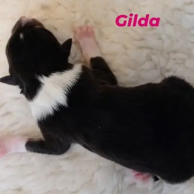Gilda von der Brettachwiese