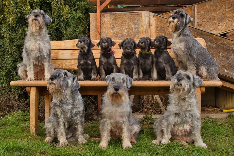 Schnauzer vom Lütmarser Tal main gallery image