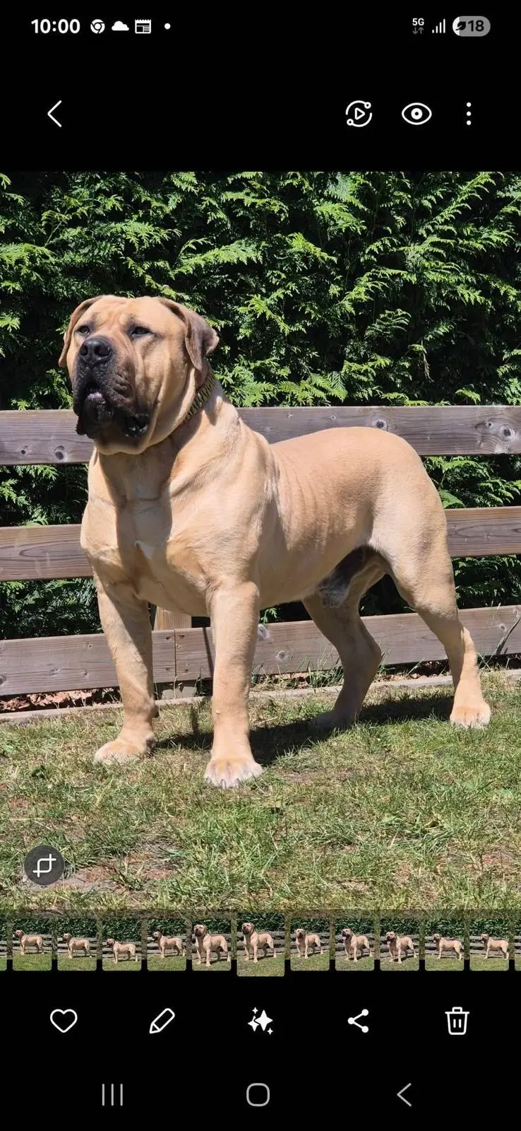 Rambo