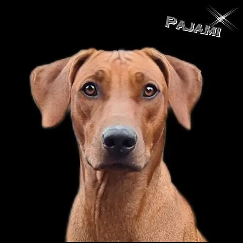 Mashambani Proudly Presents Pajami
