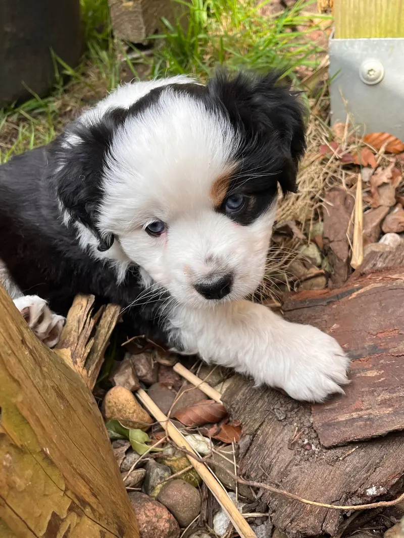 Foto da ninhada: Puppy