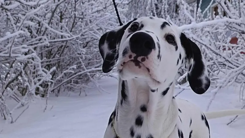 Donna-Bo of Spotted Easterwood