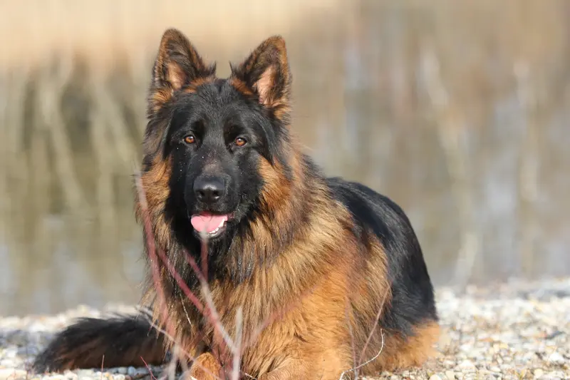 Ares