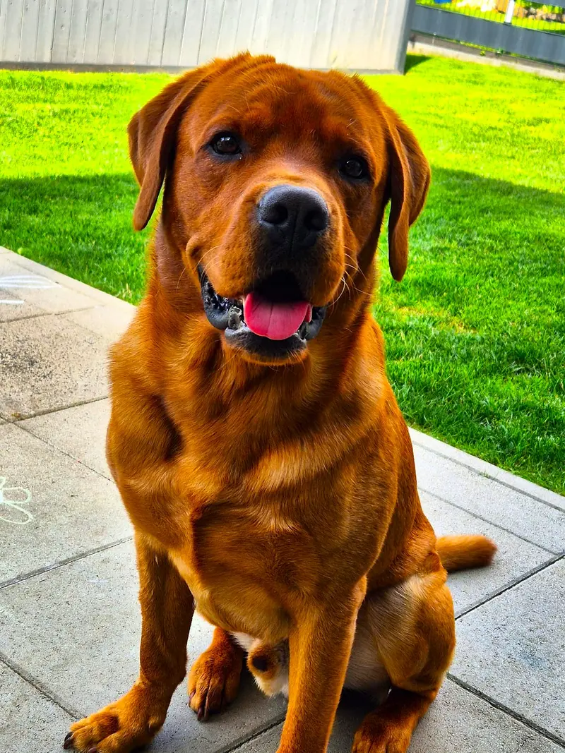 Gerry from Dogchef of Colines