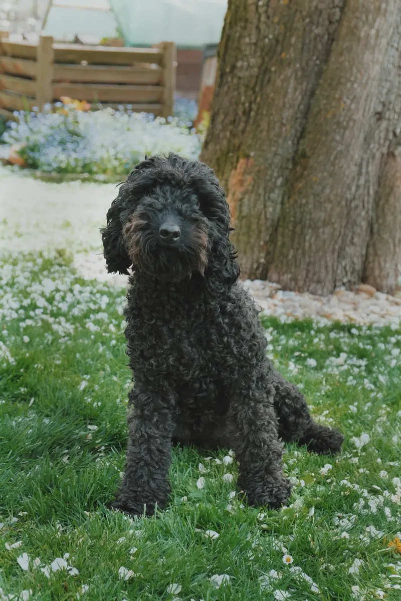Bezaubernde Belinda