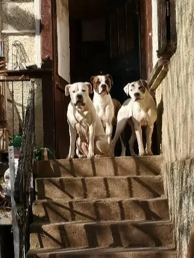Hegau Bulldog's main gallery image