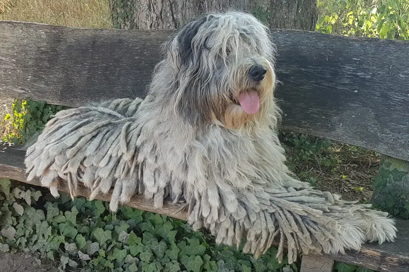 Dr.Pepper Warmwags Bergamasco 