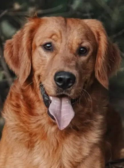 Cambria Red Hunter Otis