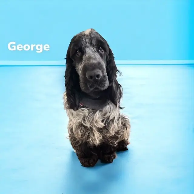Zahircocker Dream Team King George 