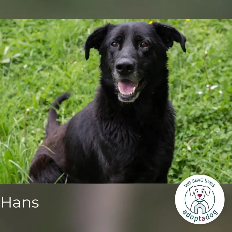 Hans main gallery image