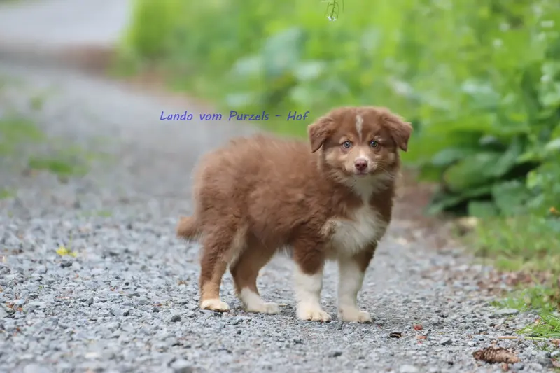 Lando