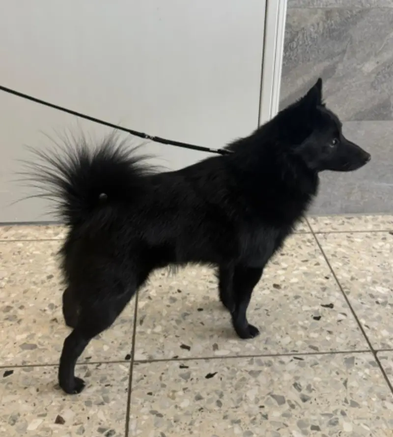 Black Star Schipperkes A Devil
