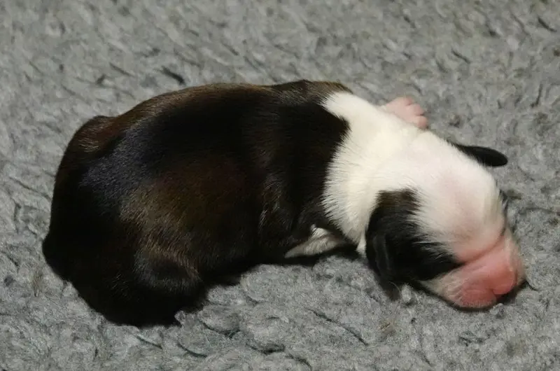 Klaus