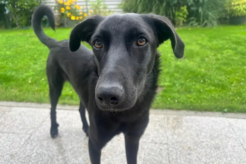 Elektra main gallery image