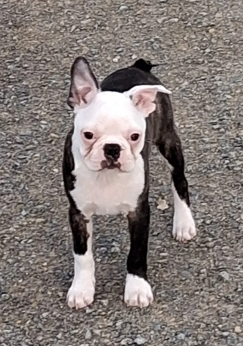 Ash – Boston Terrier幼犬
