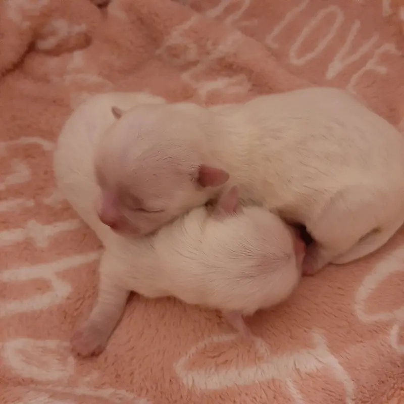 صورة بطن الجراء: Puppy