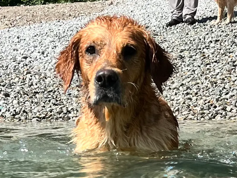 Golden Mountain Spring's Pure Passion