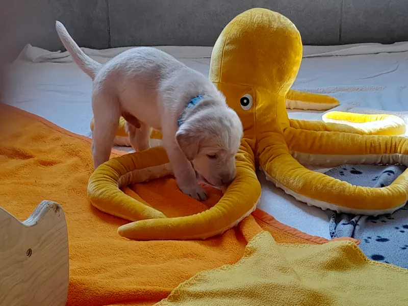 Amchoi von der alten Oberförsterei