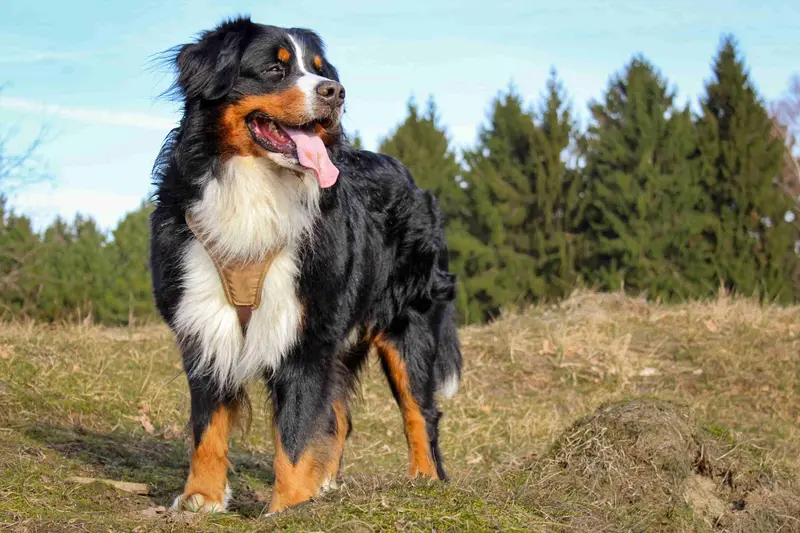 Berner Sennenhund vs Golden Retriever: Welcher Hund passt zu dir?