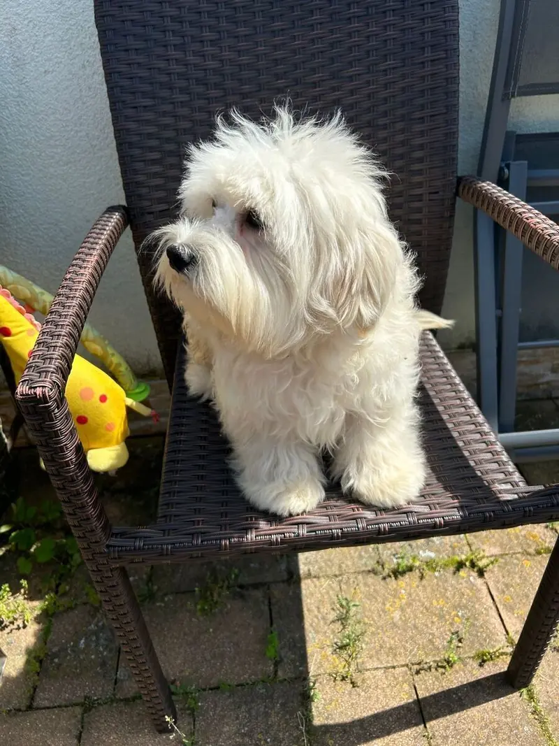 Achtung ! Wir müssen aus privaten Gründen unsere Lieblinge abgeben – Maltipoo Welpe