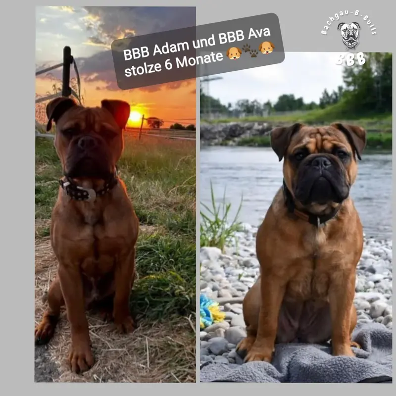 Vergangene Würfe