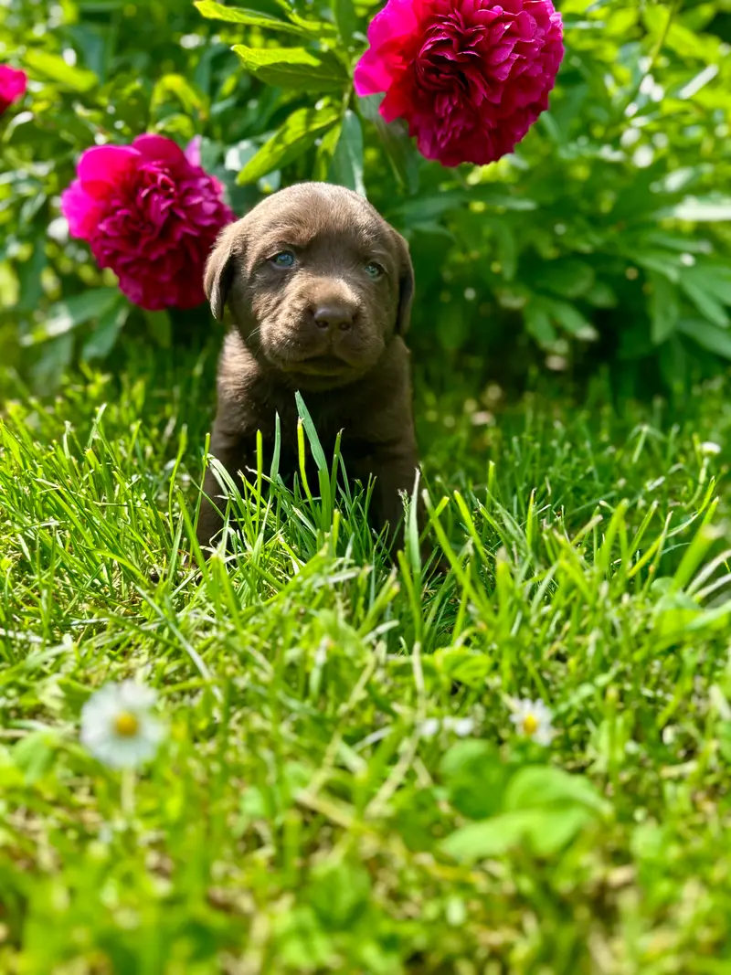 Klein Rufus