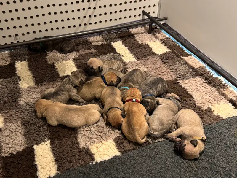 Foto van het nest: Ava
