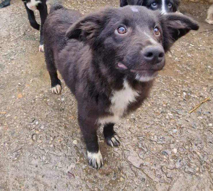 MIRA STELUTA – Mischling
